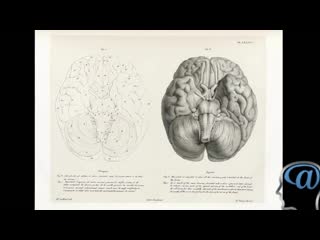 a treatise on comparative human phrenology. joseph wilmont