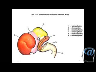 brain development (brain bubbles). lecture