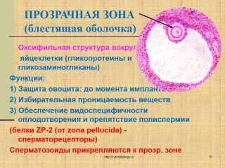 embryology. progenesis. the initial period of fertilization