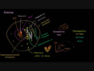 cell parts