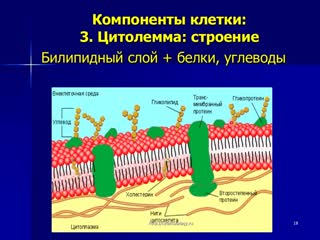 cytology