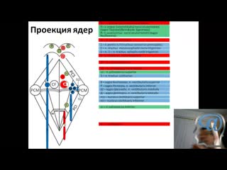 projection of the nuclei of the cranial nerves on the bottom of the rhomboid fossa. lecture