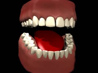 attached gum (gingiva)