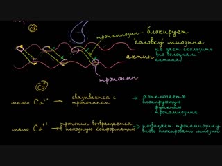 the role of the sarcoplasmic reticulum in muscle cells