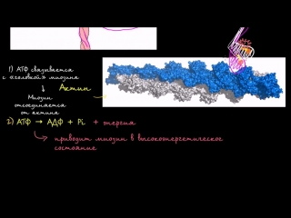 myosin and actin