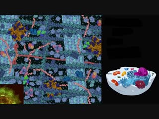 cytoskeleton. cell structure. biology (part 6)