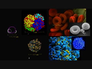 cell scale. cell structure. biology (part 1)