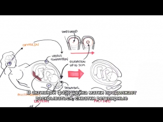 obstetrics - stages of childbirth