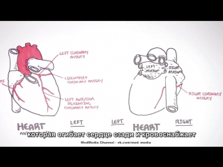 cardiology - coronary blood flow