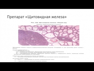 histology: endocrine system