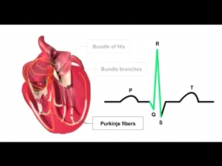 ecg norm (russian dub)