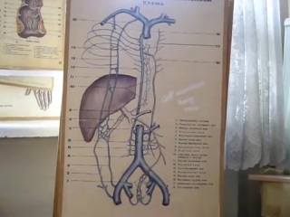 venous anastomoses (vvva)