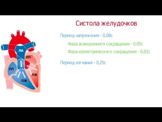 cardiac cycle