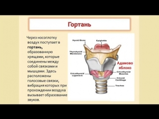 the structure of the respiratory system