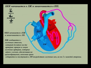 circles of blood circulation. big and small, their interaction