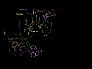 lungs and respiratory system