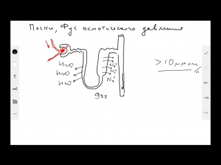 functional system of optimal osmotic blood pressure (kidneys 2)