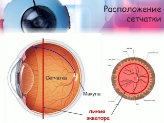 anatomy and physiology of the retina