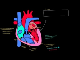 layers of the heart