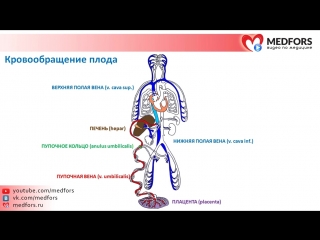 features of the fetal circulation