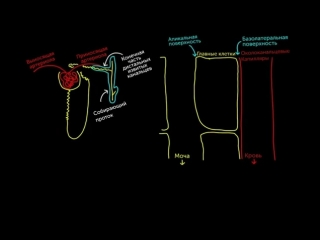 aldosterone raises blood pressure and lowers potassium