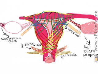 what is the uterus - anatomy, topographic anatomy of the uterus