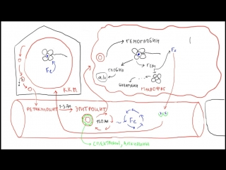 iron deficiency anemia 3