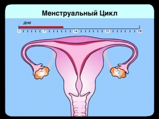 menstrual cycle