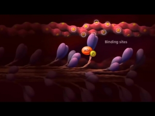 muscle contraction