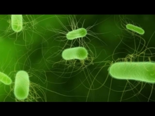 bacteria (says microbiologist andrey shestakov)