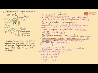 transport in the proximal nephron