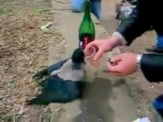 crow and wine