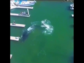 whale in the bay