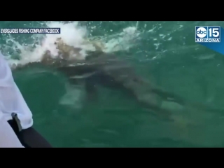 huge fish attacked a shark