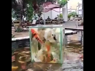 fish in a cube