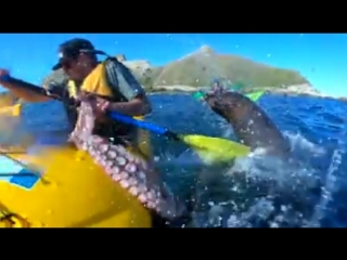 a seal throws an octopus at a kayaker