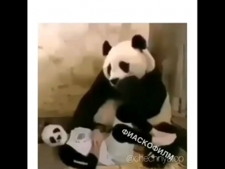 panda is shocked