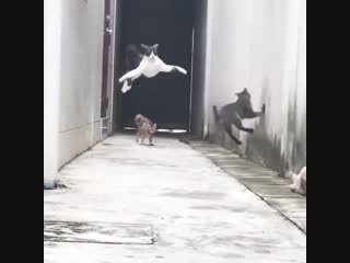 flying cat