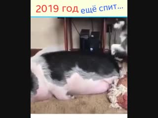 the dog wakes up the pig