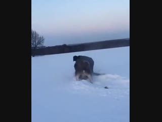 how to catch a moose