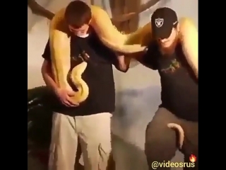 yellow boa constrictor