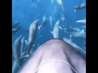 racing with dolphins