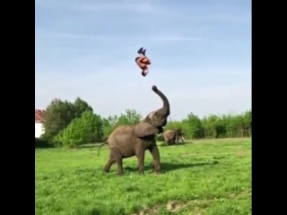 acrobatics with an elephant