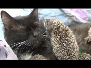 mama musya  the cat adopted eight orphaned hedgehogs