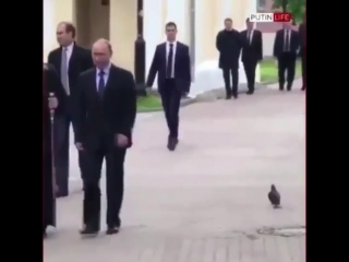 even pigeons greet putin