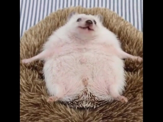 cheerful hedgehog