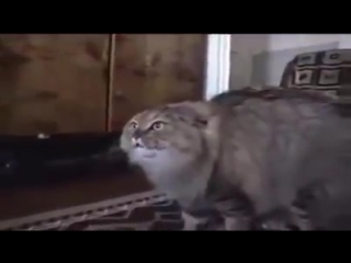 the cat sings along