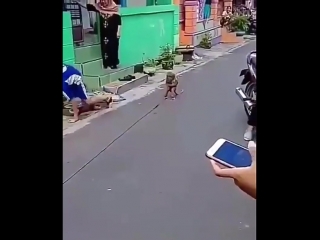 monkey on a motorcycle