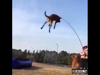 epic dog jump