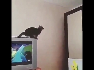 epic cat jump